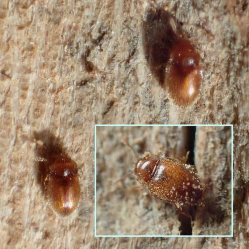 Réf. 222 828 : Symbiotes sp.